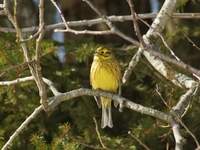 Gulspurv (Emberiza citrinella)