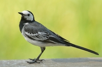 Linerle (Motacilla alba)