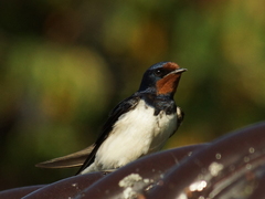 Låvesvale (Hirundo rustica)