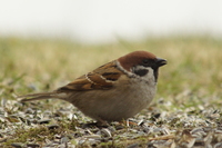 Pilfink (Passer montanus)