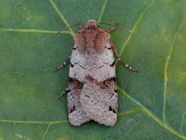 Blågrått høstfly (Agrochola litura)