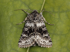 Tofargefly (Hecatera bicolorata)