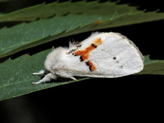 Hvit tannspinner (Leucodonta bicoloria)