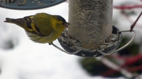 Grønnsisik (Carduelis spinus)