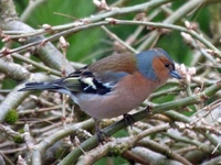 Bokfink (Fringilla coelebs)