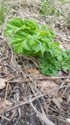 Kjempebjørnekjeks (Heracleum mantegazzianum)