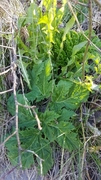 Kjempebjørnekjeks (Heracleum mantegazzianum)