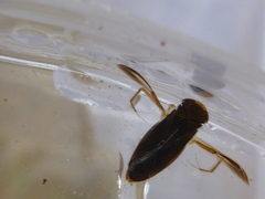 Buksvømmere (Corixidae)