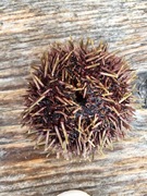 Sjøpiggsvin (Echinoidea)