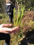 Stri kråkefot (Lycopodium annotinum)