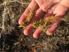 Bjørnemose (Polytrichum sp.)