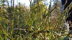 Blåbær (Vaccinium myrtillus)