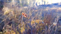 Klokkelyng (Erica tetralix)