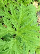 Kjempebjørnekjeks (Heracleum mantegazzianum)