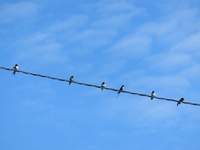 Låvesvale (Hirundo rustica)