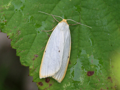 Toprikket lavspinner (Cybosia mesomella)