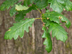 Vintereik (Quercus petraea)