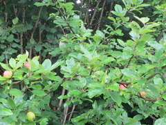 Villeple (Malus sylvestris)