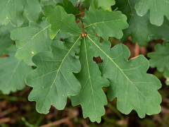 Sommereik (Quercus robur)