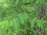 Urtidstre (Metasequoia glyptostroboides)