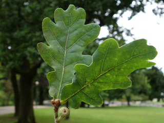 Eik (Quercus)