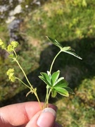 Fjellmarikåpe (Alchemilla alpina)