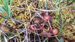 Dikesoldogg (Drosera intermedia)