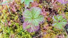 Molte (Rubus chamaemorus)