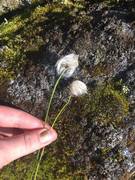 Torvmyrull (Eriophorum vaginatum)