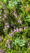 Røsslyng (Calluna vulgaris)