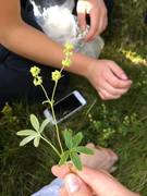 Fjellmarikåpe (Alchemilla alpina)