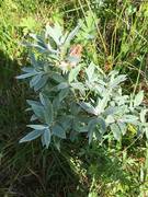 Sølvvier (Salix glauca subsp. glauca)