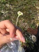 Kattefot (Antennaria dioica)