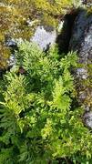 Hestespreng (Cryptogramma crispa)