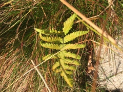 Hengevingslekta (Phegopteris)