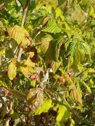 Bringebær (Rubus idaeus)