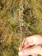 Røsslyng (Calluna vulgaris)