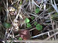 Stivgjøkesyre (Oxalis stricta)