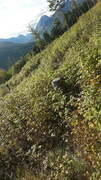 Bringebær (Rubus idaeus)