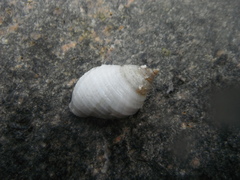 Purpursnegl (Nucella lapillus)