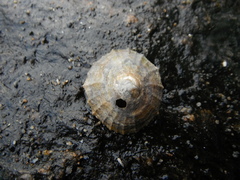 Albusnegl (Patella vulgata)