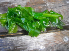 Havsalat (Ulva lactuca)