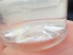 Glassmanet (Aurelia aurita)