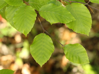 Bøk (Fagus sylvatica) Bøk (Fagus sylvatica)