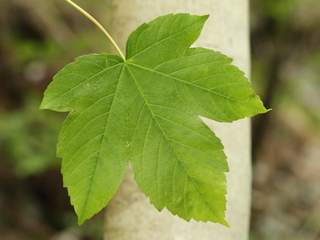 Lønneslekta (Acer) Lønneslekta (Acer)