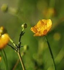 Engsoleie (Ranunculus acris subsp. acris) Engsoleie (Ranunculus acris subsp. acris)