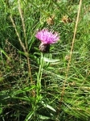 Knoppurtslekta (Centaurea)