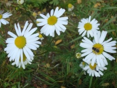 Prestekrage (Leucanthemum vulgare)