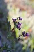 Knollerteknapp (Lathyrus linifolius)