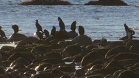 Tjeld (Haematopus ostralegus)